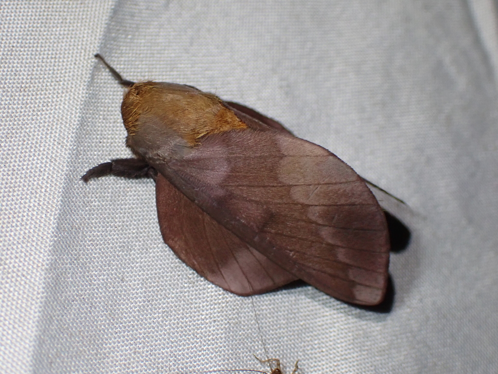 Ptiloscola photophila