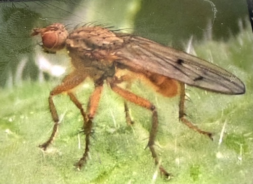 Unknown species found near 5th St, Davis, CA, US