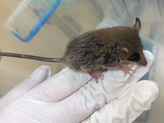 Gracilinanus microtarsus