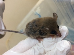 Gracilinanus microtarsus