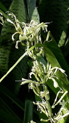 Sansevieria trifasciata