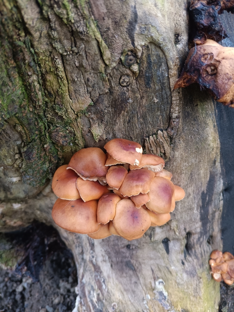 Flammulina · February 2026 · photo: © considerthelilies (iNaturalist, cc-by)