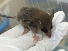 Gracilinanus microtarsus