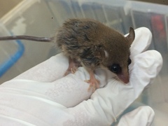 Gracilinanus microtarsus