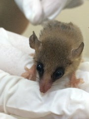 Gracilinanus microtarsus