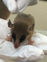 Gracilinanus microtarsus