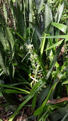 Sansevieria trifasciata