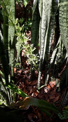 Sansevieria trifasciata