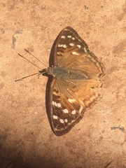 Doxocopa