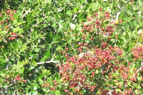 White Pear (Apodytes dimidiata)
