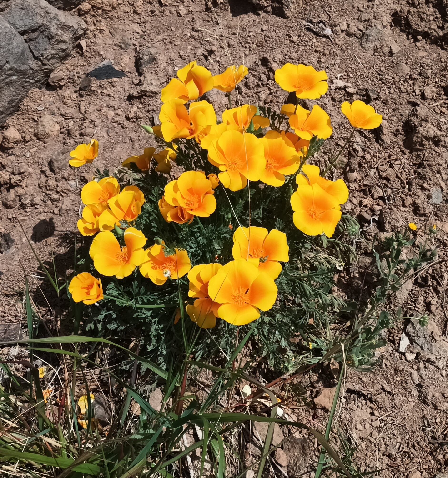 Amapola de California
