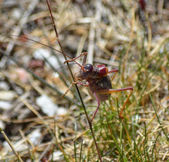 Ephippigerida areolaria