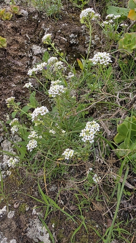 Lobularia canariensis, photograph 5