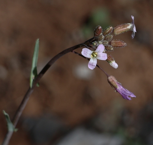 perennial rockcress (Boechera perennans)