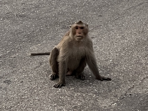 Long-tailed Macaque