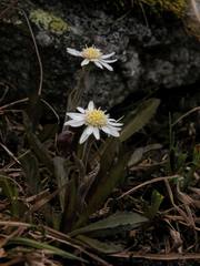 Endocellion sibiricum
