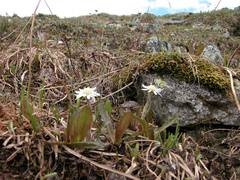 Endocellion sibiricum