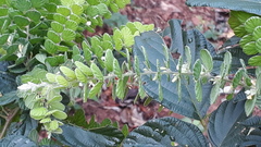 Phyllodium pulchellum