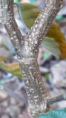 Phyllodium pulchellum