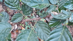 Phyllodium pulchellum