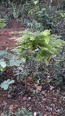 Phyllodium pulchellum