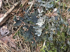 Peltigera ponojensis