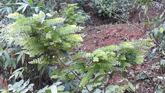 Phyllodium pulchellum