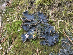 Peltigera ponojensis