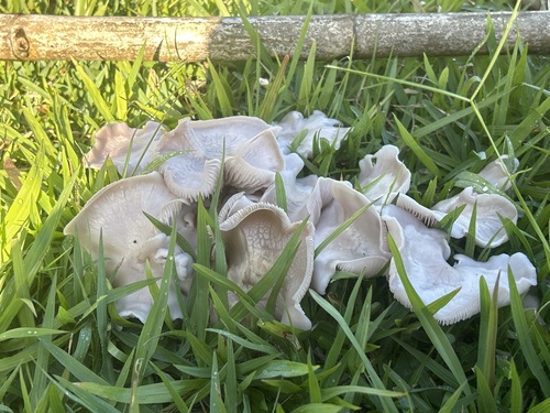 Clitocybe, 2026-02-25