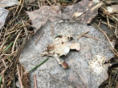 Peltigera ponojensis