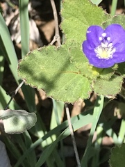 Phacelia viscida viscida