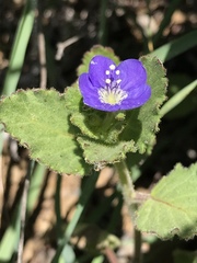 Phacelia viscida viscida