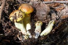 Suillus ponderosus