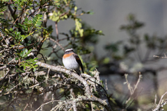 Ochthoeca rufipectoralis