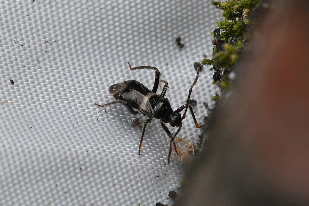 Apilophorus