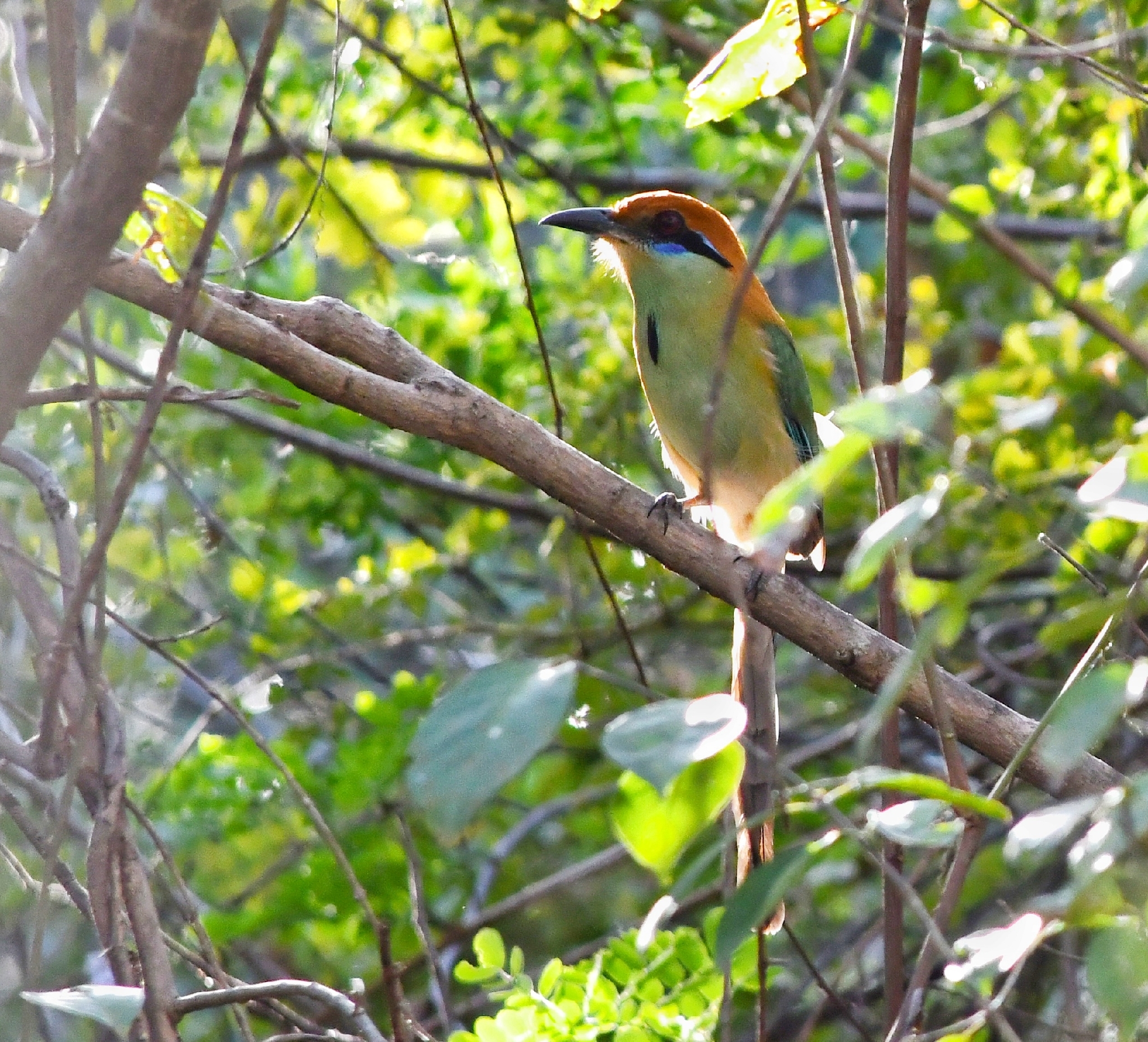 Russet-crowned Motmot (Momotus mexicanus), photo 7