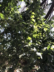Prunus virginiana virginiana