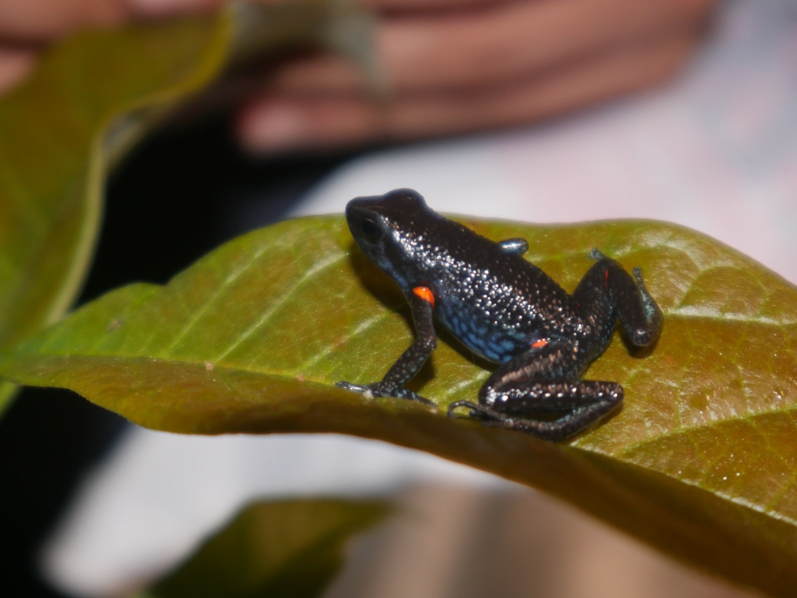 Brother Niceforo's Poison-Arrow Frog photo 2