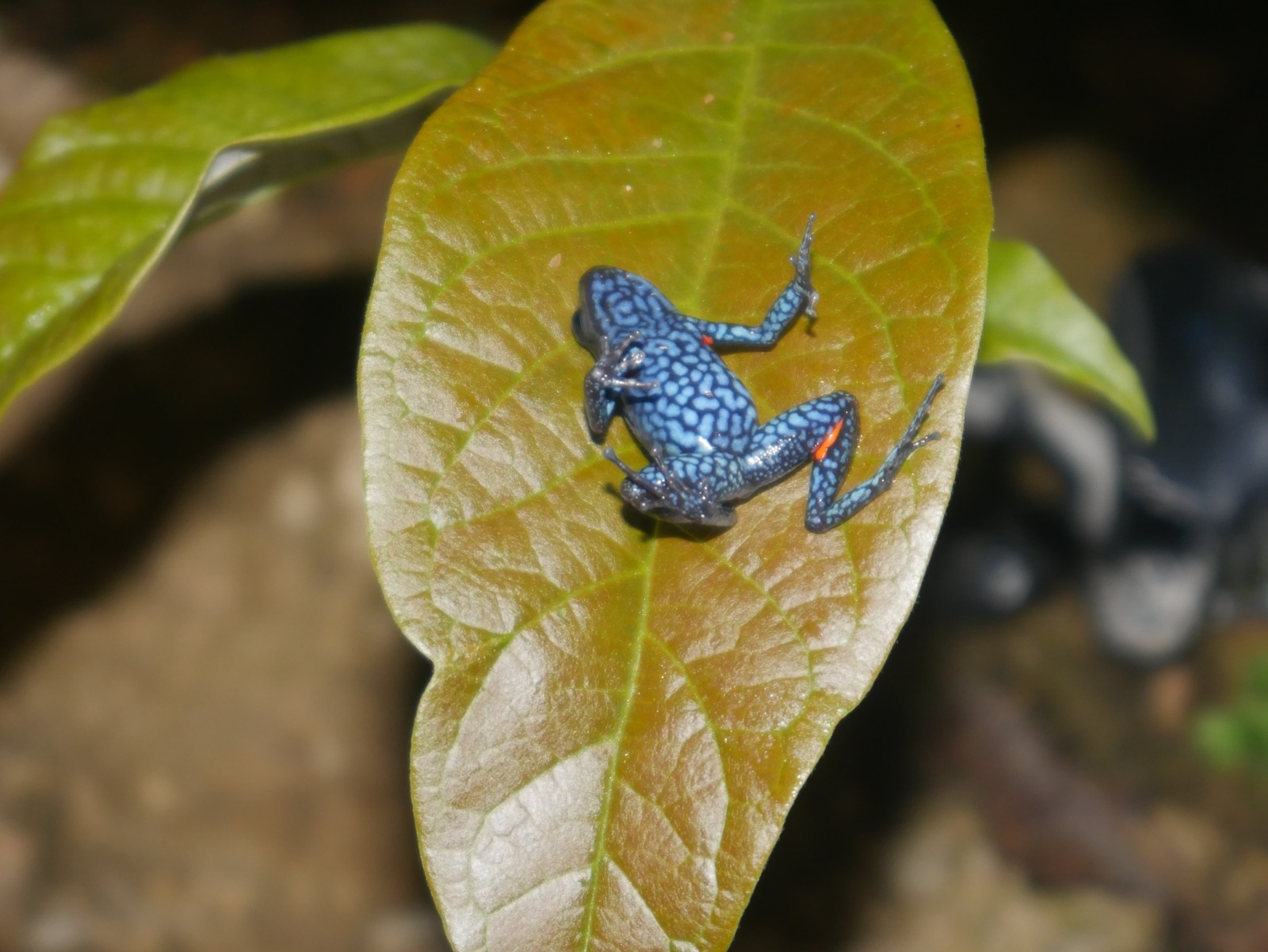 Brother Niceforo's Poison-Arrow Frog photo 3