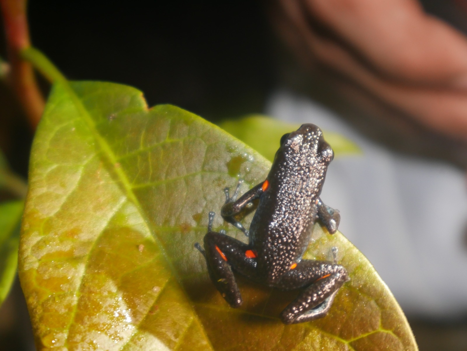 Brother Niceforo's Poison-Arrow Frog photo 4