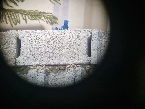 Yemen rock agama