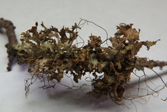 Tuckermanopsis chlorophylla