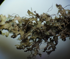 Tuckermanopsis chlorophylla