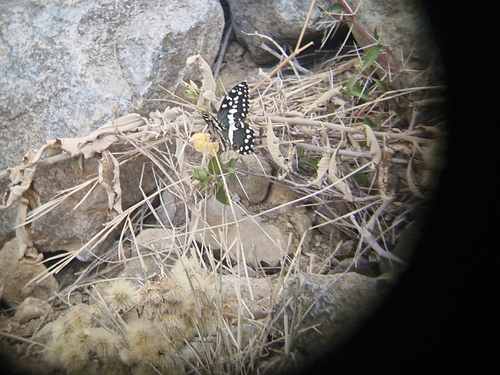Citrus Swallowtail