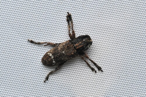 Pterolophia baiensis