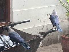 Corvus splendens