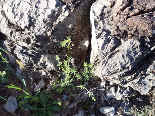 desert bedstraw