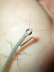 Orthoderella