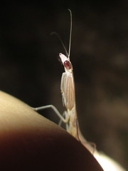 Orthoderella