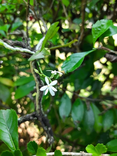 Aerangis hologlottis (Schltr.) Schltr.
